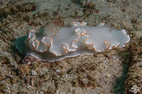  Œnophlébiidae: Comment un ver plat se transforme-t-il en champion du camouflage sous-marin?