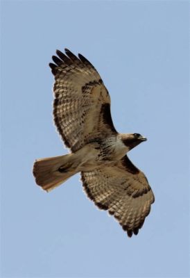  Faucon: Oiseau de proie à la vue perçante et au vol plané majestueux !