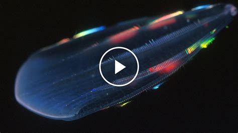  Heroin de mer : Un ver marin bioluminescent qui éclaire les profondeurs abyssales!