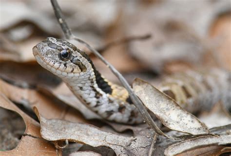   Hognose! Découvrez le serpent à museau de porc aux habitudes fascinantes et étonnantes