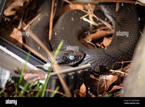  Hognose! Un Serpent Captivant Avec une Attitude Comique