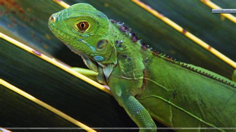  Iguane: Découvrez l'animal aux couleurs vives qui brille de mille feux dans son habitat naturel!