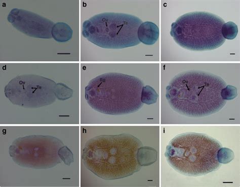  Neobenedenia! Un Parasite Marin Aux Facettes Multiples