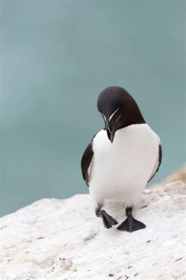  Pinguin ! Ces oiseaux majestueux aux ailes qui ne servent pas à voler!