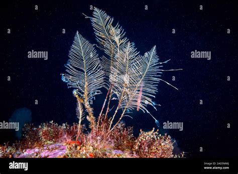  Queensland Carpet Coral: Une colonie florale sessile aux tentacules effilés qui défient la gravité!