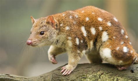  Quoll : Découverte d’un Prédateur Nocturne aux Griffes Formidables et au Pelage Splendide !