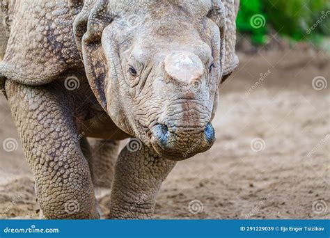  Rhinocéros: Un Géant Solitaire Qui Défi les Lois de la Physique avec sa Corne Unique!