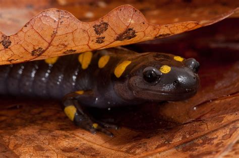  Viei – Un Amphibien à la peau humide qui respire sous l'eau et saute comme une superstar!