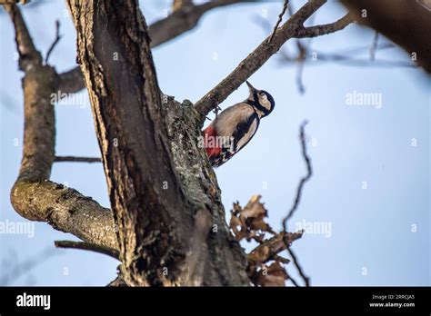  Woodpecker !  Découvrez l'oiseau percussionniste qui sculpte sa propre maison et se nourrit de délicieuses larves cachées sous l'écorce.