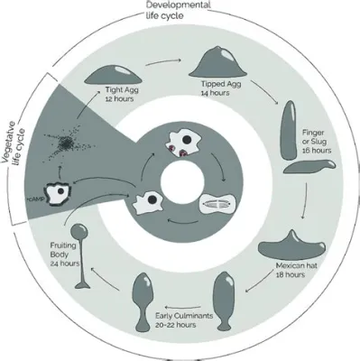  Dictyostelium Discoideum: Un voyage fascinant à travers la vie sociale et la survie de ce curieux organisme amoebozoaire !