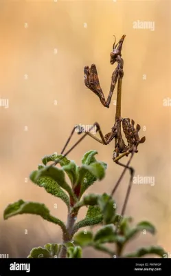  Mantis! L'Insect Ambusqué aux Yeux Rotatifs et à la Rapidité Fulgurante